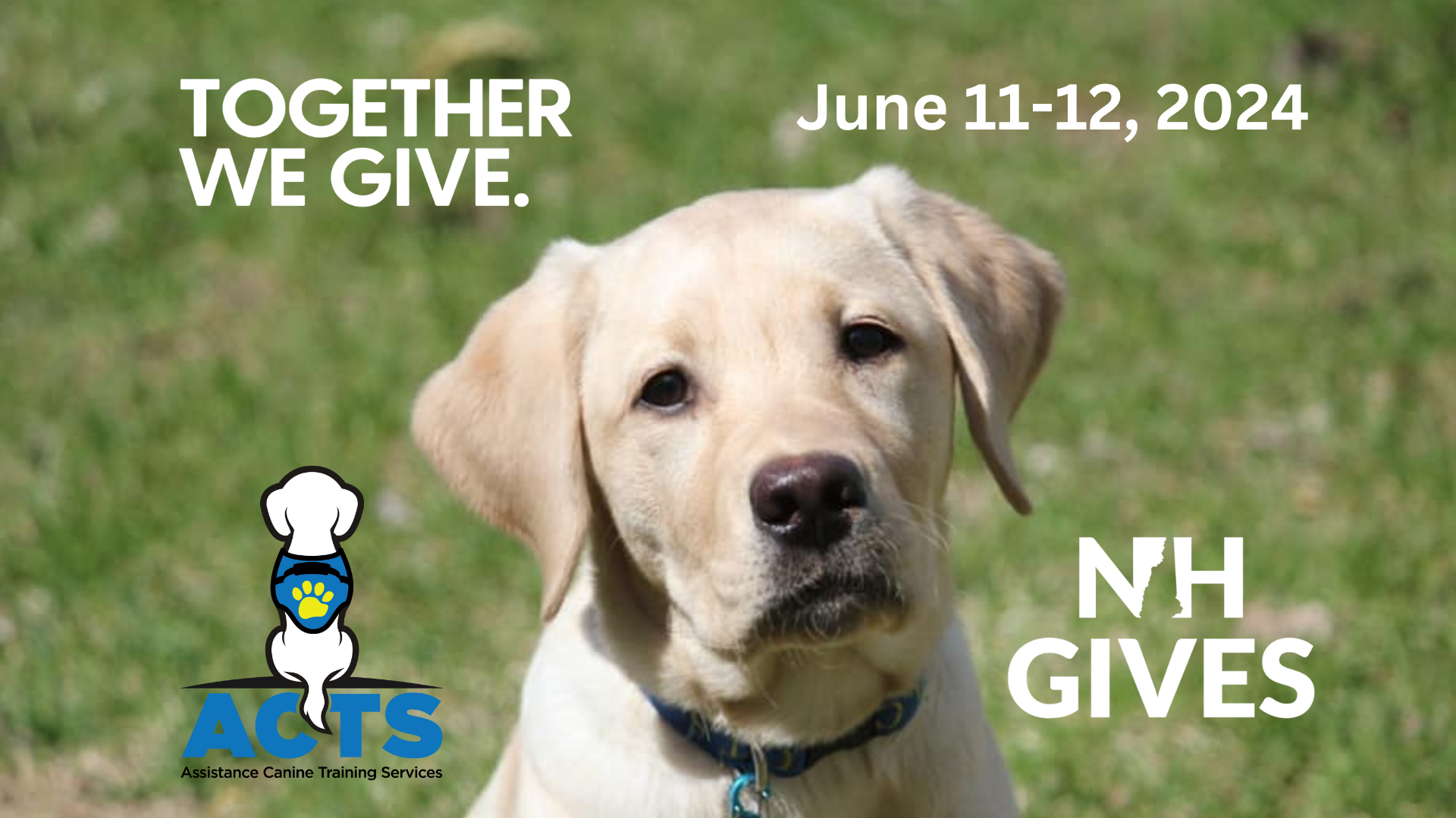 Assistance canine training deals services